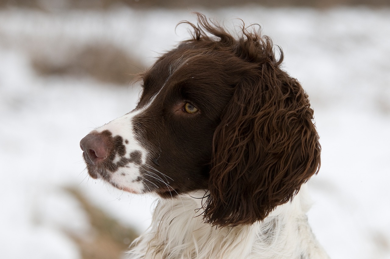 The Friendly Spirit of the Clumber Spaniel